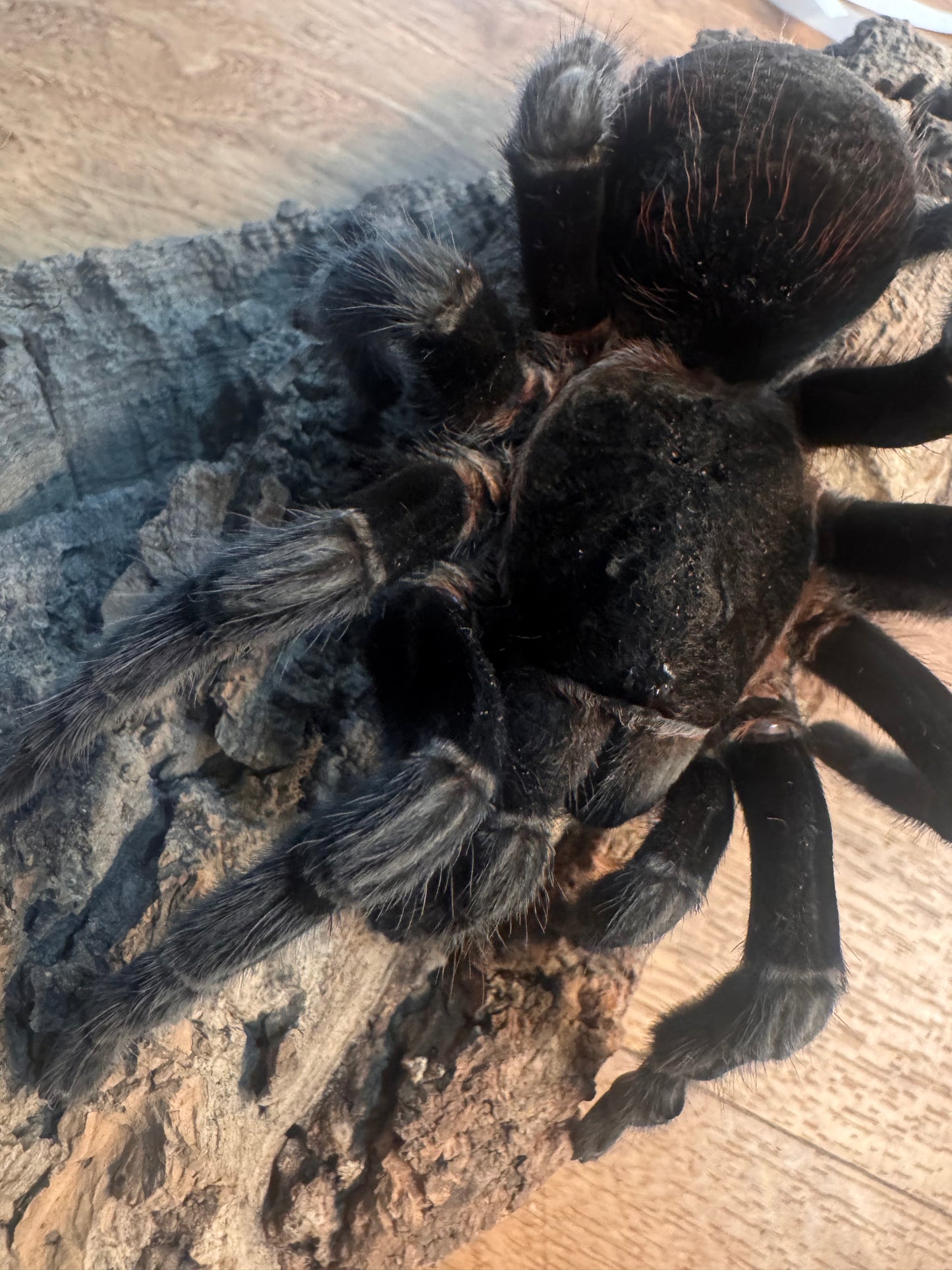 Tliltocatl vagans (Mexican red rump)