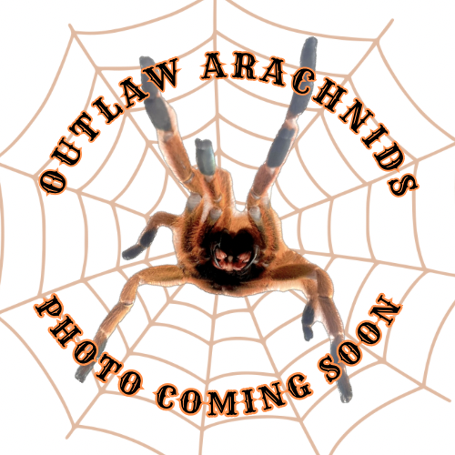 Acanthoscurria geniculata